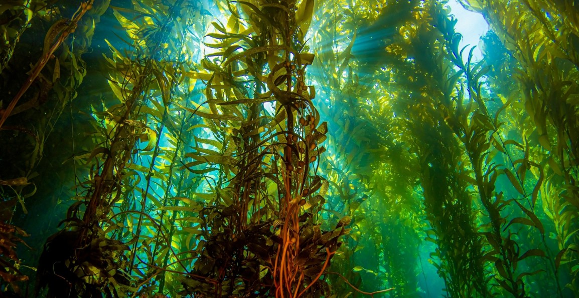 Seaweed Biofuel
